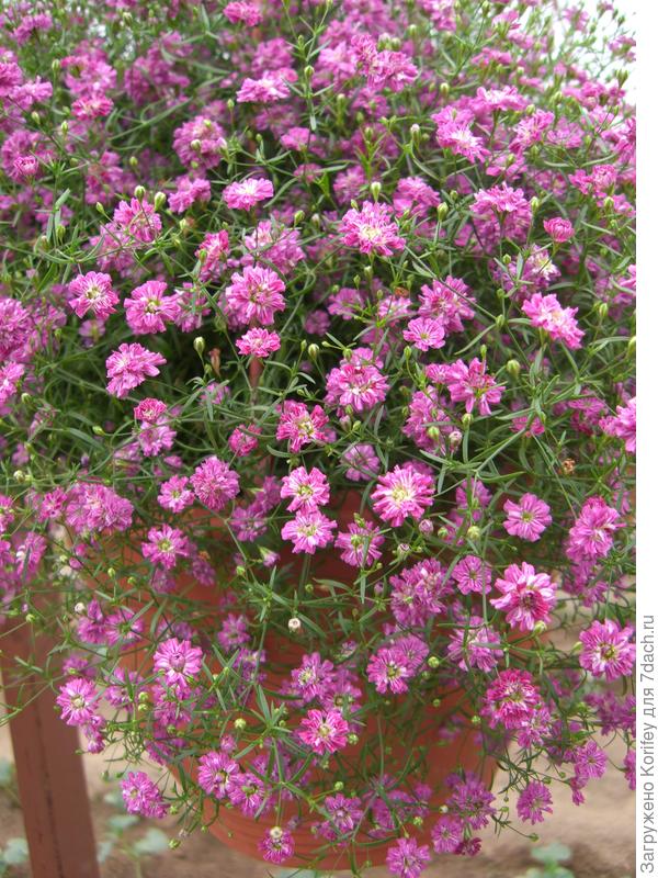 Гипсофила в горшке