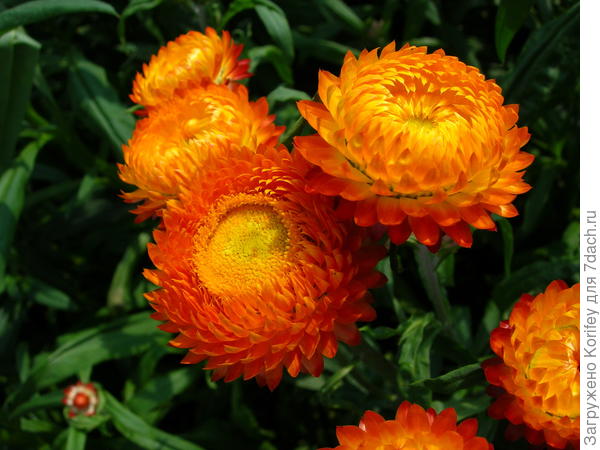 Гелихризум