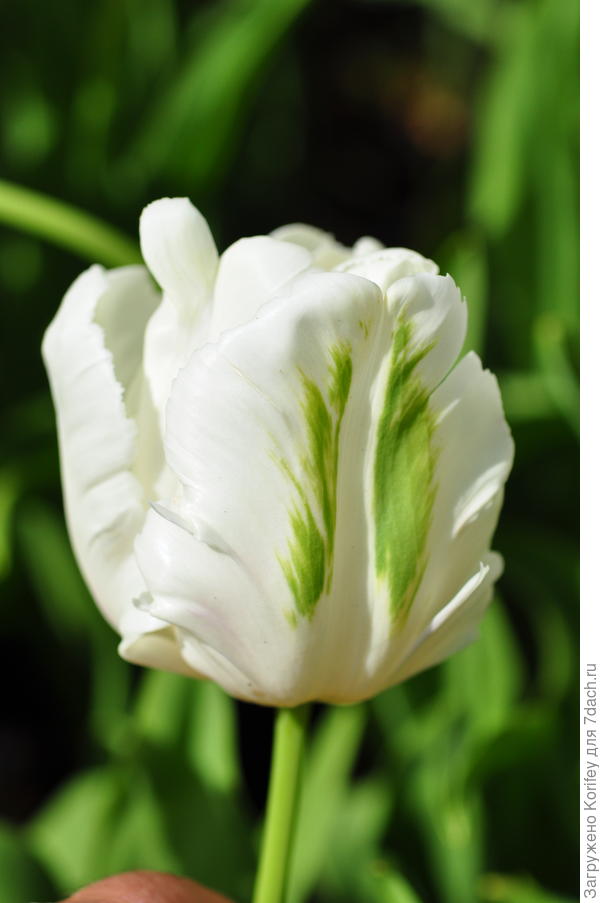 Тюльпан ньюкасл фото и описание сорта