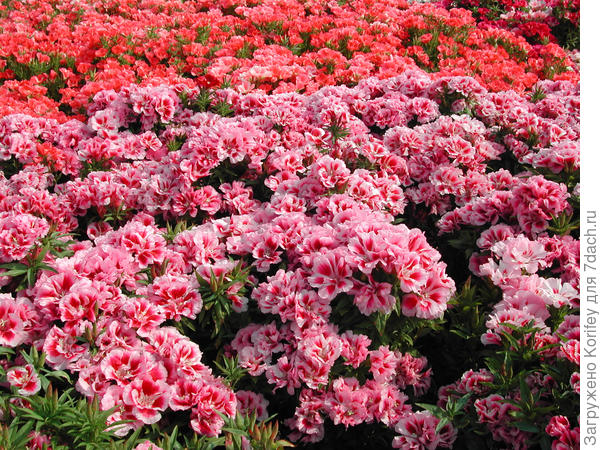 Разноцветные годеции