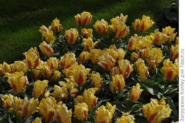 Сорт Zampa Parrot тоже бывает очень часто многоцветковым, особенно если луковицы крупные