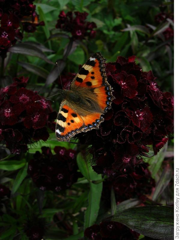 Гвоздика турецкая