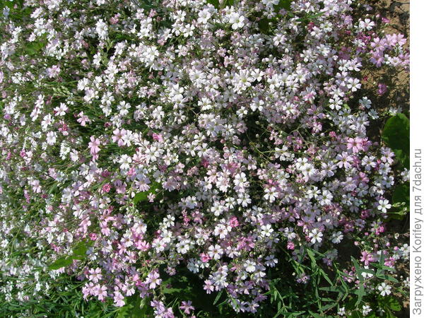 и на клумбе