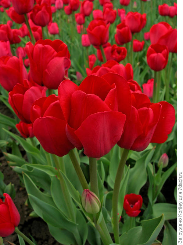 Сорт Moscow (Москва)