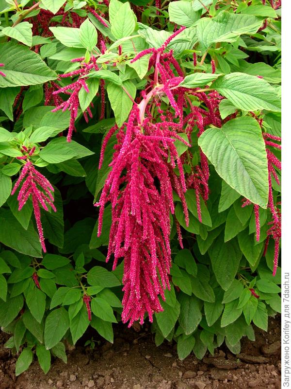 Я бы добавил в этот список ещё и Амарант