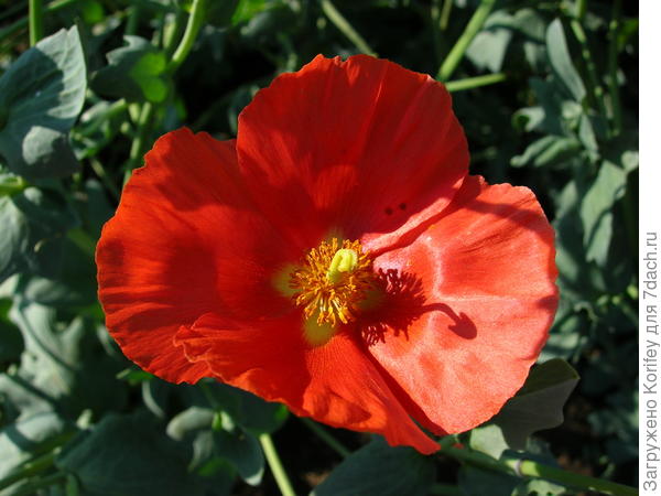 Глауциум Burnt Orange