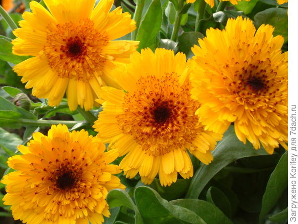 Различные календулы