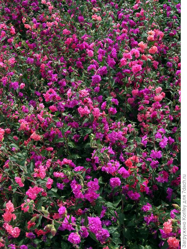 Смесь кларкий