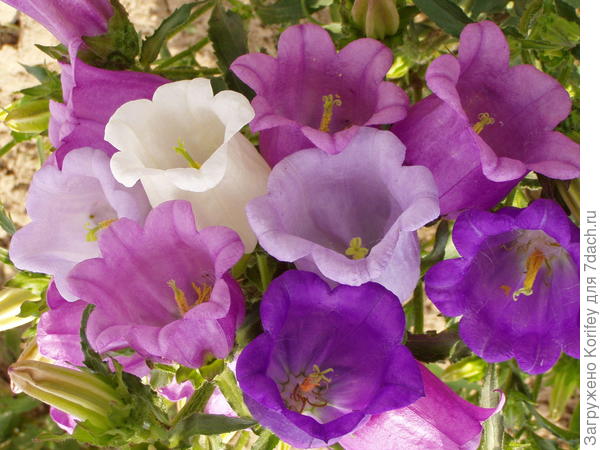 Колокольчики