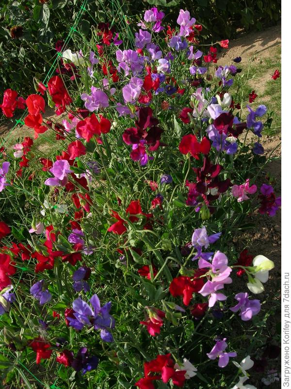 Душистый горошек разных расцветок