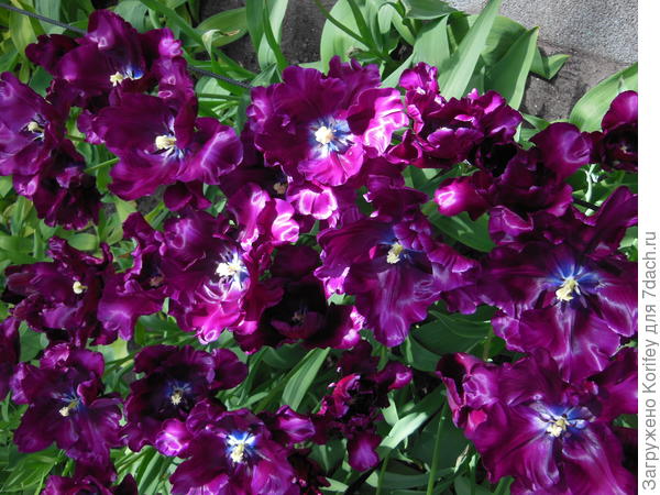 Сорт Victoria&#39;s Secret, у него тоже синее донышко