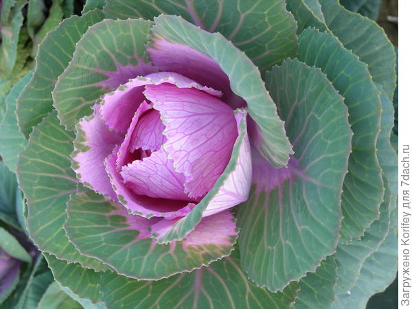 или вот такая