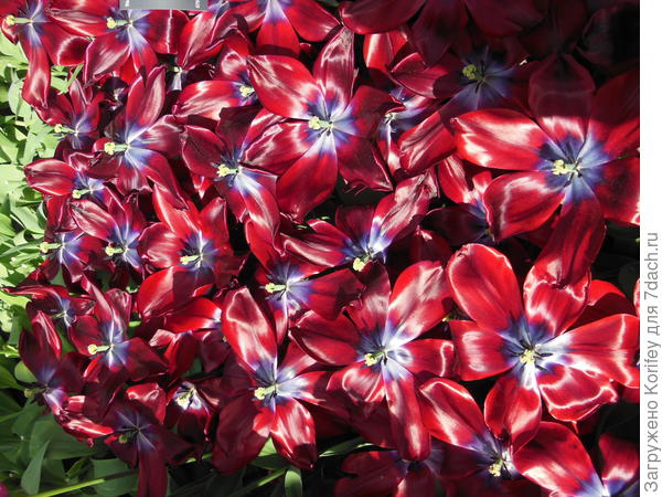 Сорт Lasting Love - у него ярко синее донышко бокала