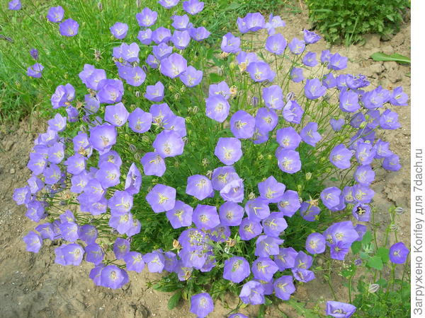 Или вот такой вариант