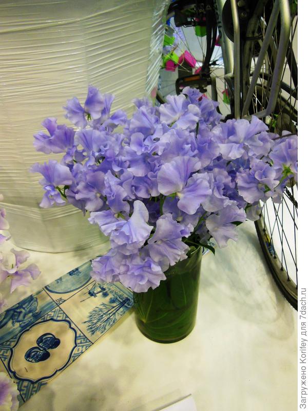 Срезочный сорт Lavender Shine