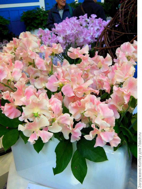 Срезочный сорт Misty Champagne