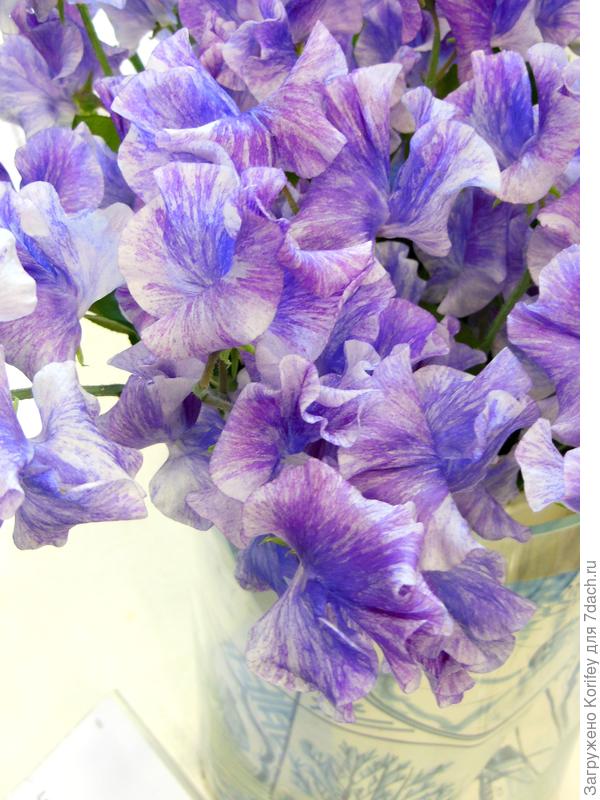 Срезочный сорт Misty Striped Purple