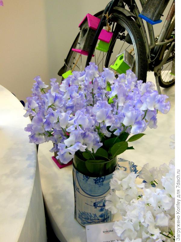 Срезочный сорт Misty Bluewawe