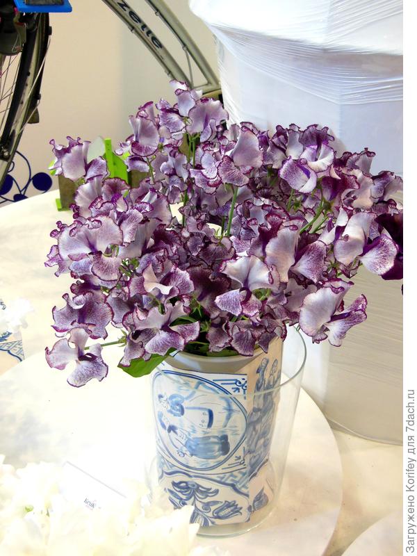 Срезочный сорт Misty Purper