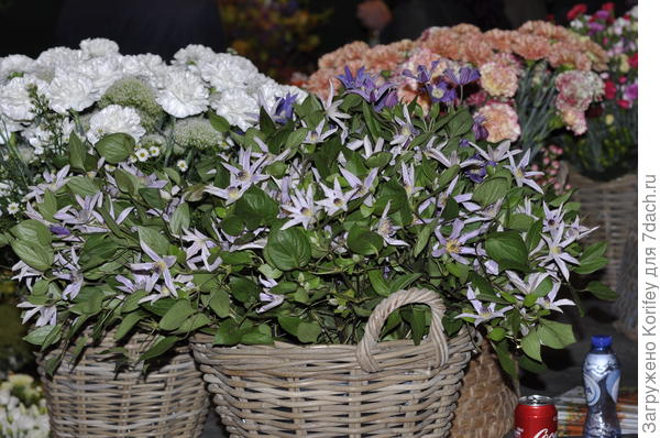 тоже срезка из клематисов