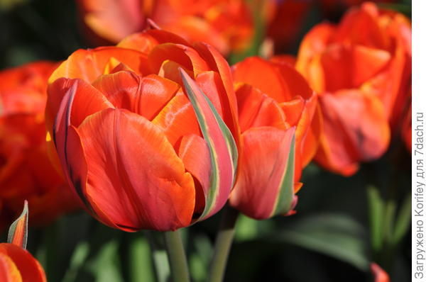 У махрового позднего сорта Queensday часто проявляются признаки зелено- и многоцветковости. У него на одном стебле часто бывает по 2-3 полноценных бутона, как на этом фото