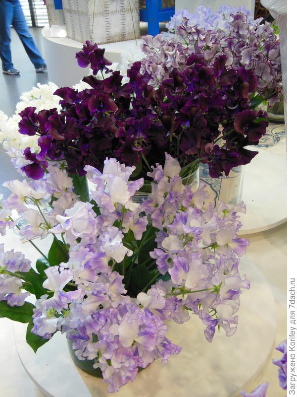 Срезочный сорт Misty Sweet Lila (На переднем плане)