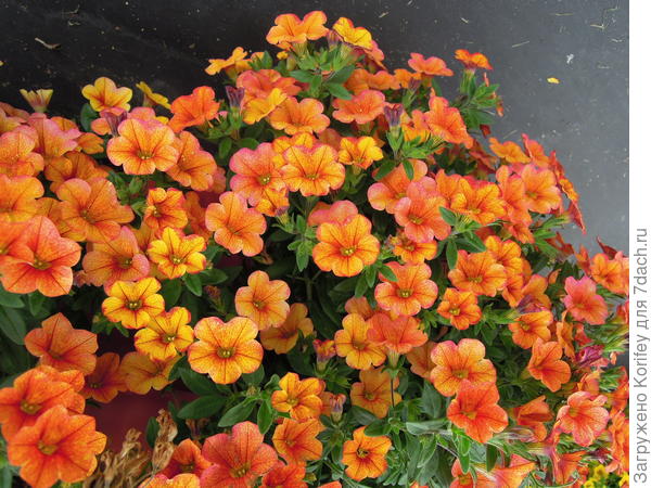 Калибрахоа гибридная Бам-Бам Терракота