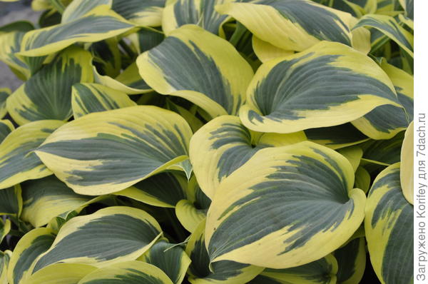 Сорт Ben Vermooij