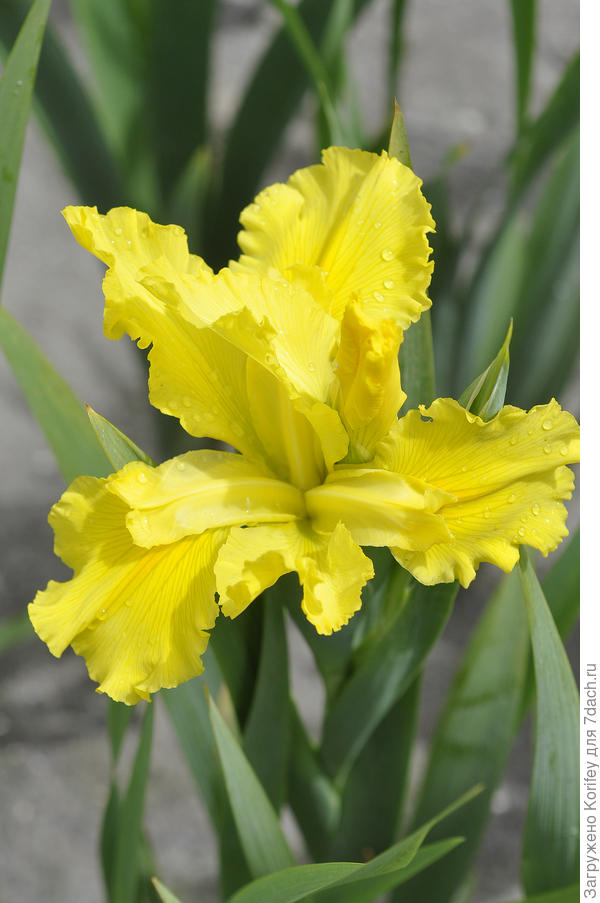 Iris spuria Jubilant Spirit