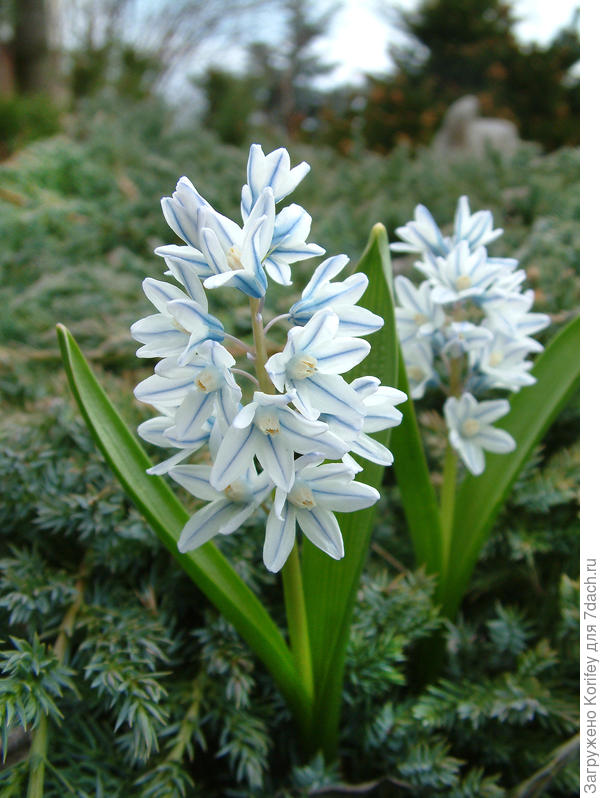 Пушкиния бело-голубая