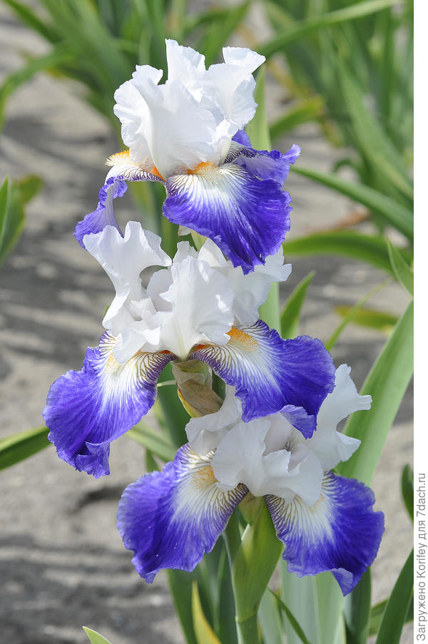 Сорт Ruban Bleu (Ruban Blue)