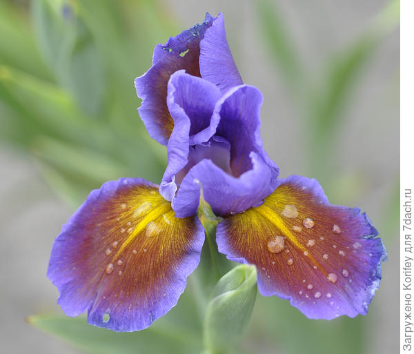 Iris spuria Innovator
