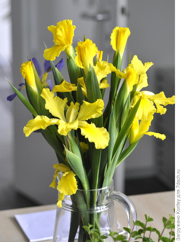 Он же (Iris spuria Jubilant Spirit) в срезке