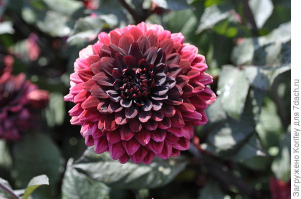 сорт Карма Chok (Чок, Шок, Шоколадная, переводят кто во что горазд), очень хороший срезочный сорт. Вообще вся серия "Карма" была выведена в основном для срезки