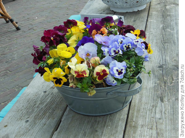 Виолки у них практически везде. Неприхотливы, не боятся холодов и сильных ветров, и очень декоративны длительное время