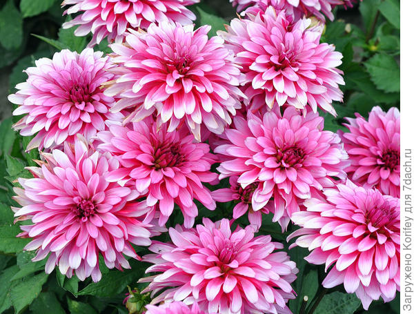 Тоже бордюрный (невысокий и компактный) сорт Gallery Art Nouveau