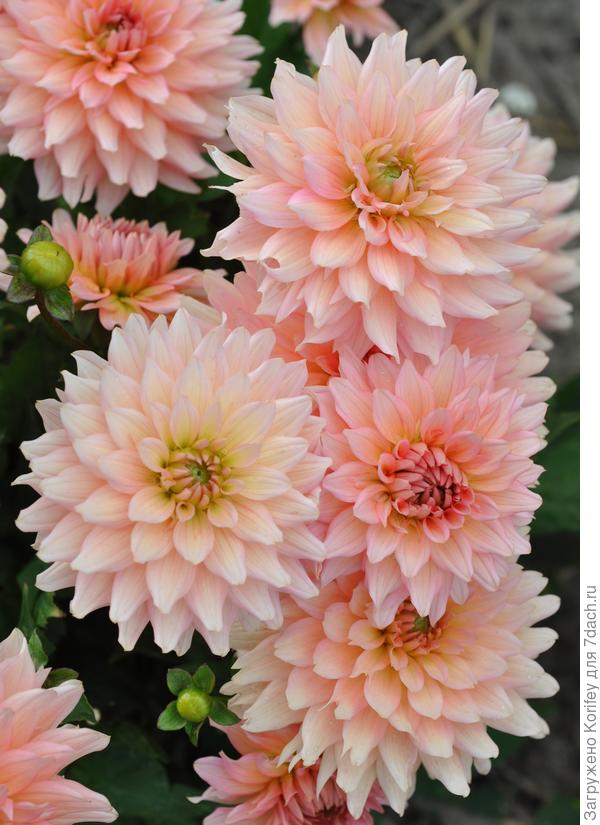 Бордюрный (невысокий и компактный) сорт Gallery Leonardo