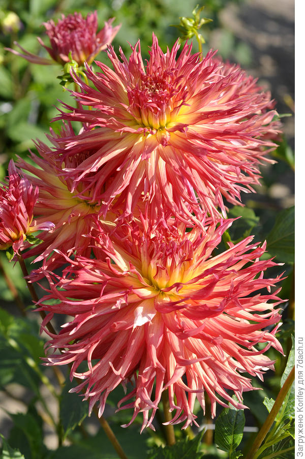 Сорт Aitara Bronwyn, тоже группа Fimbriata