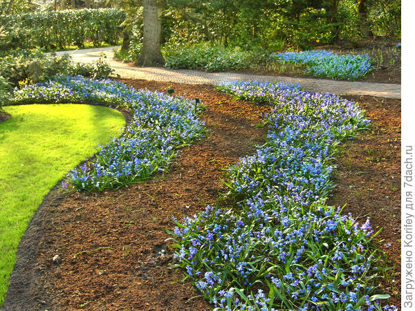 И очень много сцилл -:) в парке