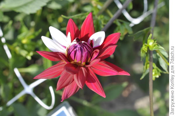 Этот же сорт (Rebecca's World) в полуроспуске