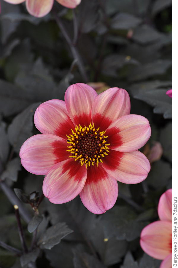 Одна из разновидностей серии Дети Кардинала