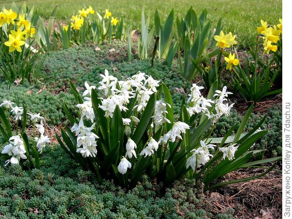 Сцилла сибирская белая или альба