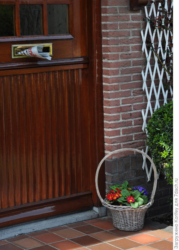 Простейшие примулы сразу улучшат Ваше настроение на весь день