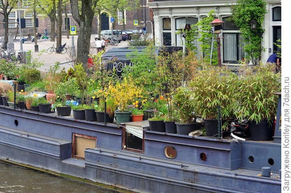 Голландцы даже на старой барже тоже умудряются выращивать самые разные цветы и кустарники. Обратите внимание, цветет даже форзиция!