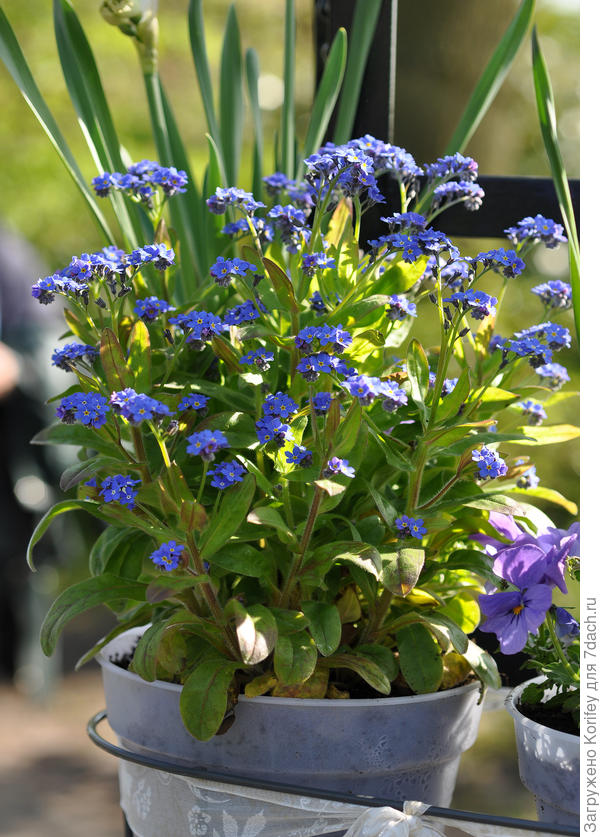 Самый простой вариант из ярких весенних многолетников