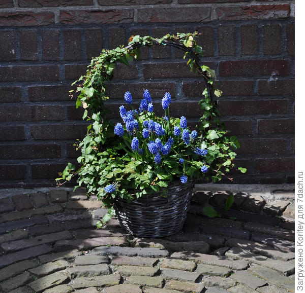 Всеми любимые мускарики в обрамлении хедеры