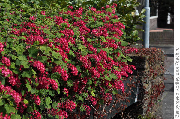 Голландцы часто сажают почти везде яркую декоративную смородину, не требующую особого ухода в течении сезона