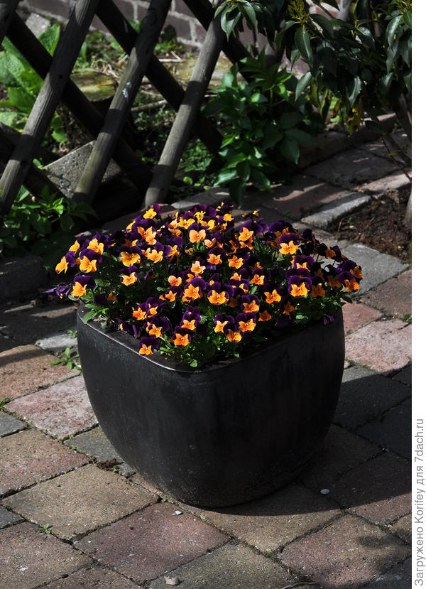 Опять стильные и красивые анютины глазки в самых разных горшках, ведрах и корзинах