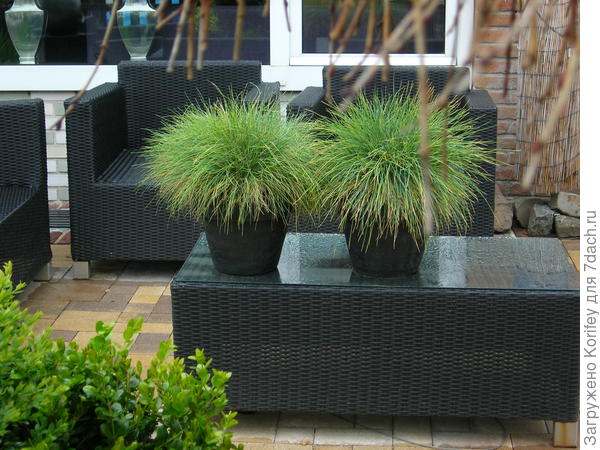 Вариант для тех, кто совсем с садоводством не дружит или просто не любит этим заниматься ...