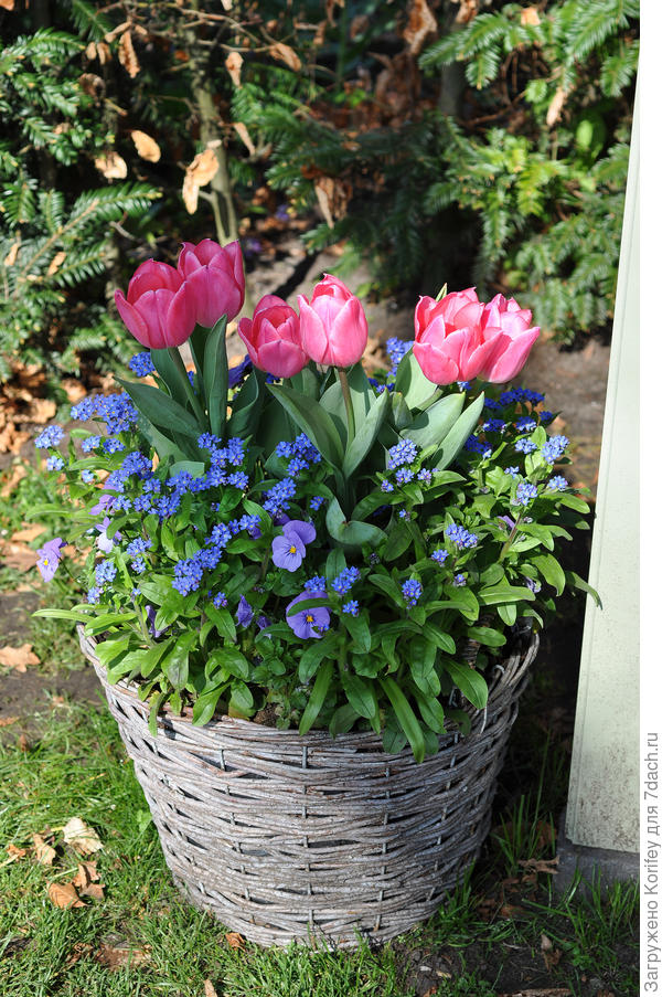 Тюльпаны и самые простые весенники в самой обычной корзине
